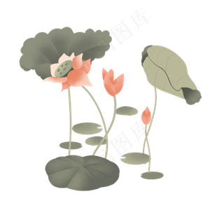 节气荷花荷叶莲花