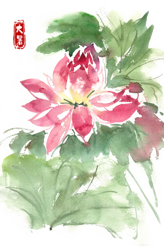 大暑娇艳的荷花