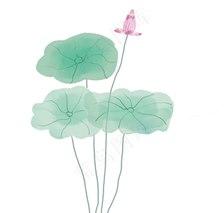 夏天荷叶荷花手绘图,免抠元素