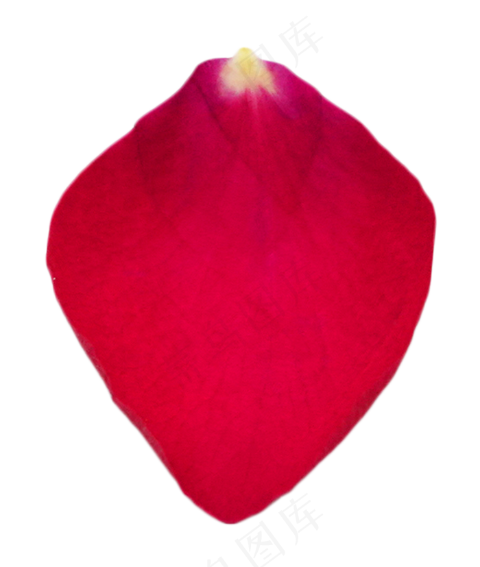 一片花瓣(1000X1000(DPI:300))psd模版下载