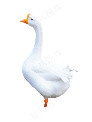 白色动物鹅,免抠元素