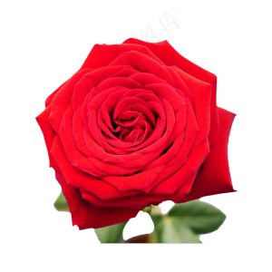 红色玫瑰花鲜花,免抠元素