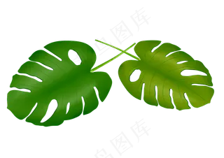 热带两片大叶子插图