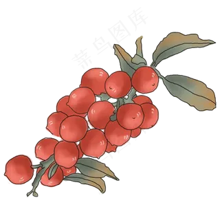 中国风手绘果实插图