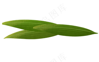 美丽的粽子叶