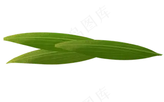 美丽的粽子叶