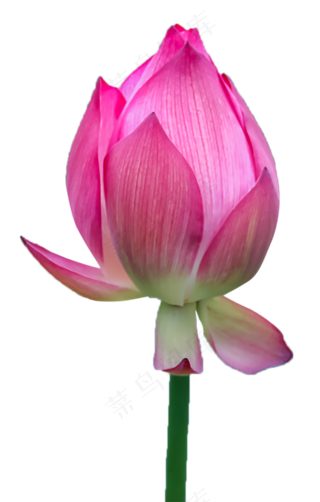 含苞待放的荷花