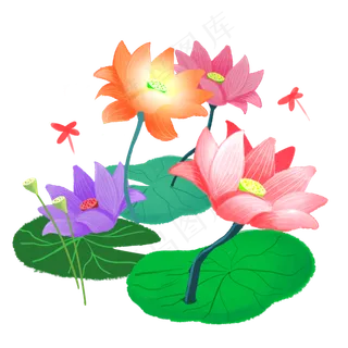夏季节气荷花荷叶