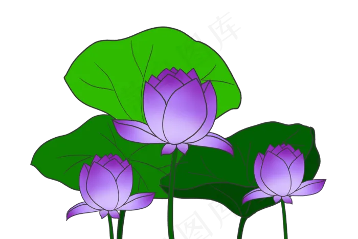 紫色荷花花朵插图(3000X2000(DPI:300))psd模版下载