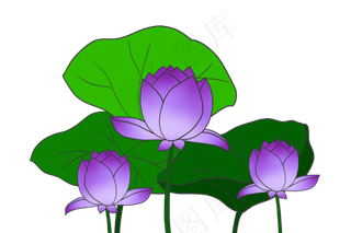 紫色荷花花朵插图