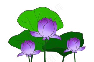 紫色荷花花朵插图