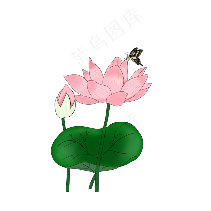 二十四节气之一夏至盛开的荷花(2000X2000(DPI:72))psd模版下载