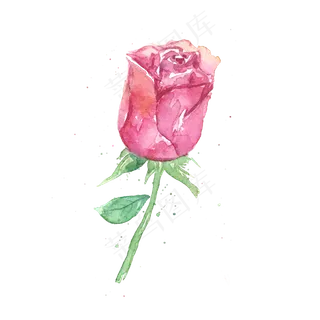 一朵粉色的玫瑰花免抠图