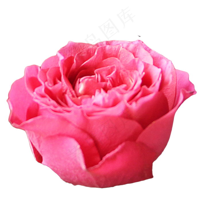 玫红色玫瑰月季花(3000X3000(DPI:300))