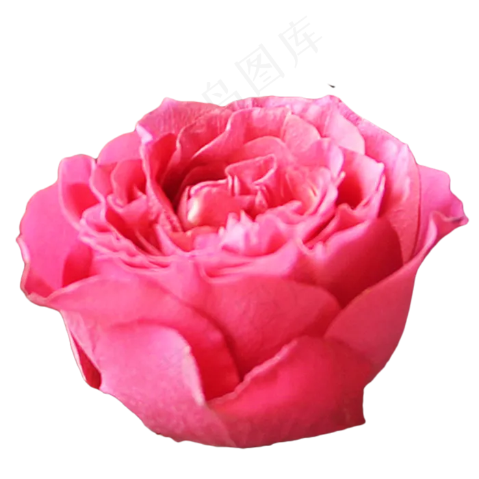 玫红色玫瑰月季花(3000X3000(DPI:300))