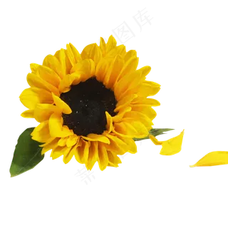 向日葵花,免抠元素