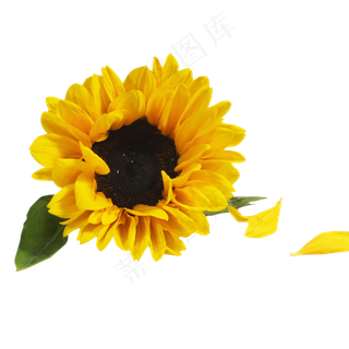 向日葵花,免抠元素