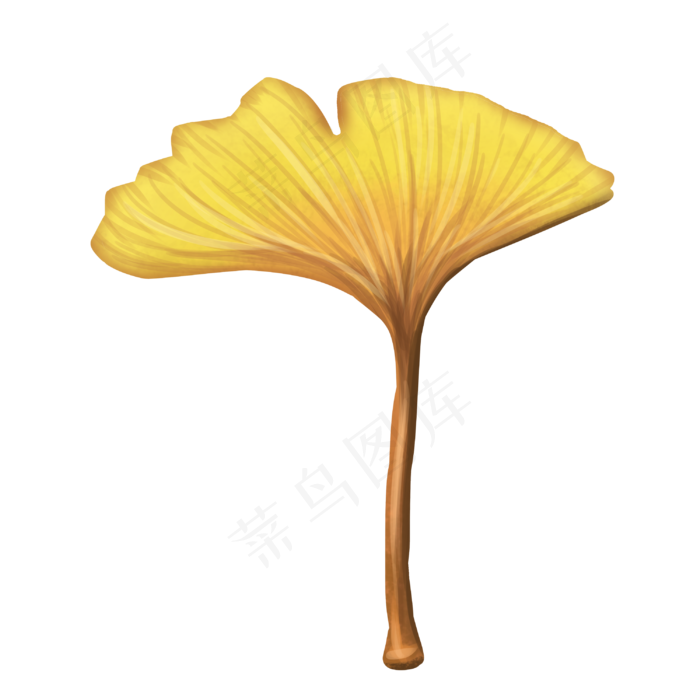 秋季黄色写实银杏叶