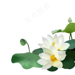 清新荷花夏季植物元素免费下载