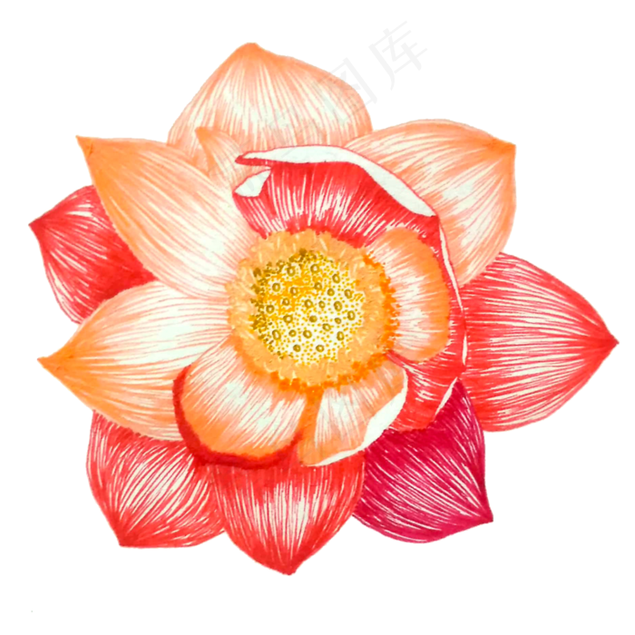 红色卡通手绘荷花免抠图(2000X2000(DPI:300))psd模版下载
