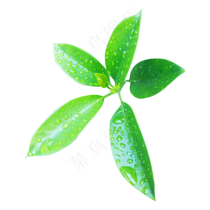 绿色植物(2000X2000(DPI:150))psd模版下载