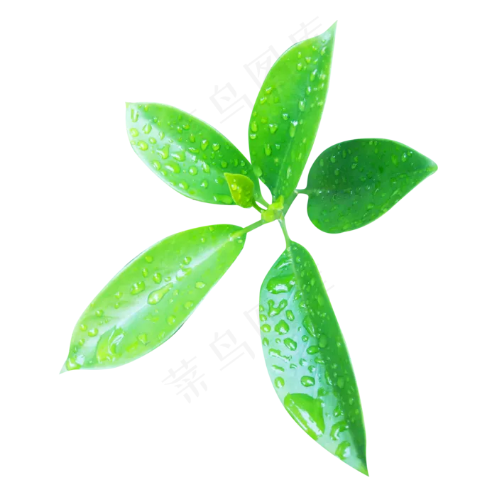 绿色植物(2000X2000(DPI:150))psd模版下载