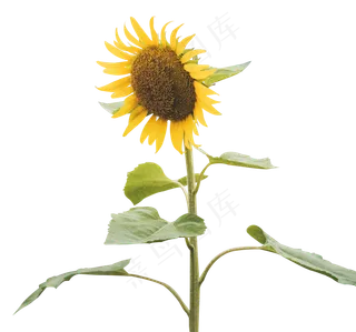 一颗向日葵