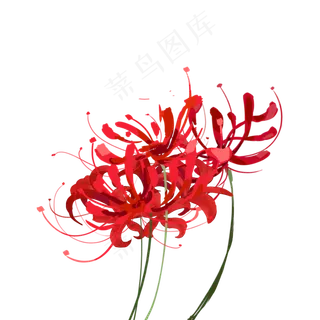彼岸花红色植物