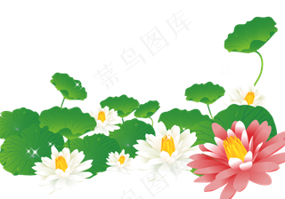 手绘池塘里的荷花跟荷叶矢量图,免抠元素