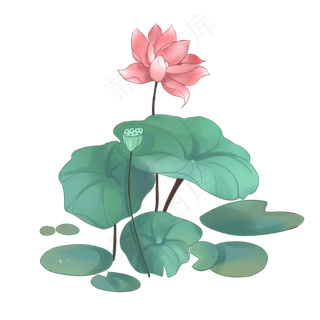 荷花荷叶插图PNG下载