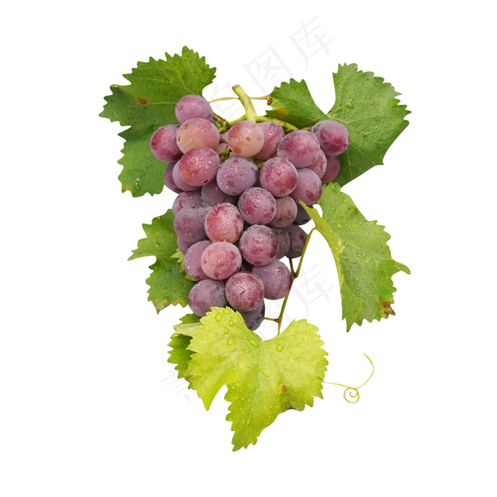 紫葡萄和葡萄叶,免抠元素