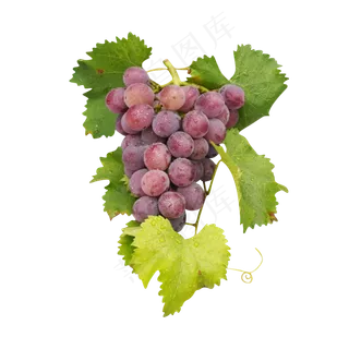 紫葡萄和葡萄叶,免抠元素