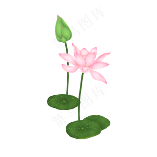 荷花花苞荷叶莲花