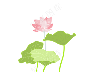 夏季荷花盛开荷叶围绕