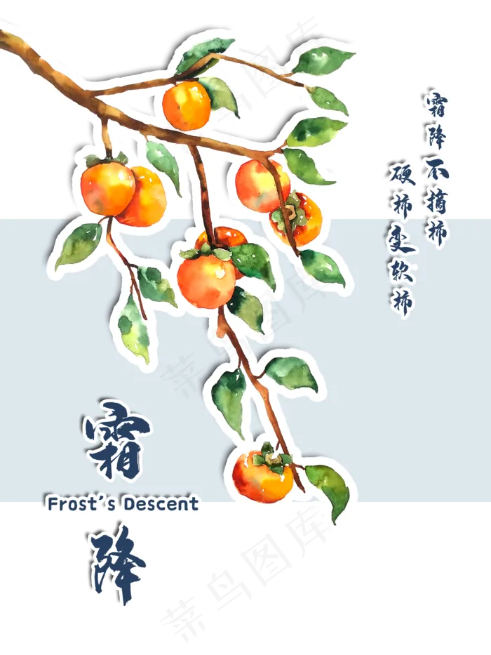 农历二十四节气霜降柿子,免抠元素(3000X4000(DPI:300))psd模版下载