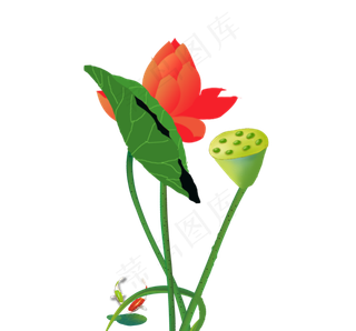 手绘荷花红荷花廉洁荷花荷花鱼莲