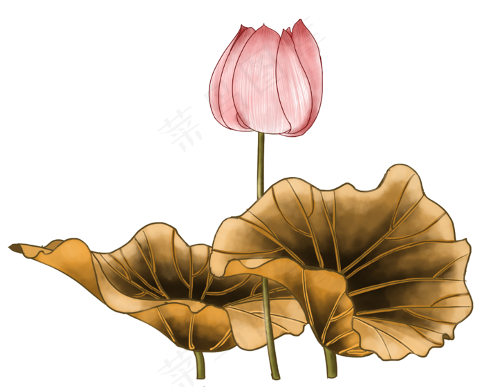 盛开的工笔荷花插画