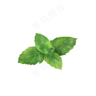 绿色可爱的薄荷叶,免抠元素