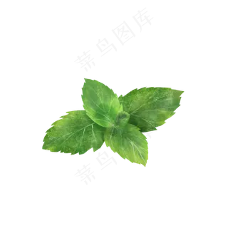 绿色可爱的薄荷叶,免抠元素