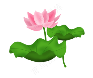 夏季节气荷花荷叶 