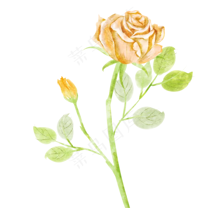 香槟玫瑰花卉(3000X3000(DPI:300))psd模版下载