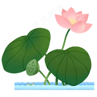 夏季节气荷花荷叶