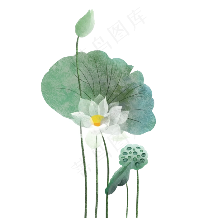 夏季荷花荷叶莲蓬