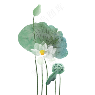 夏季荷花荷叶莲蓬