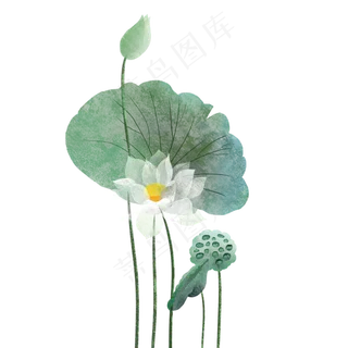 夏季荷花荷叶莲蓬