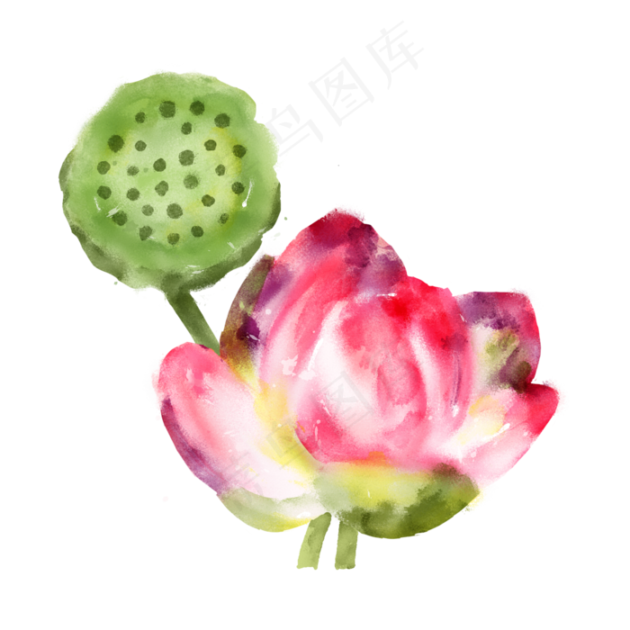 水彩夏日粉色荷花与莲蓬