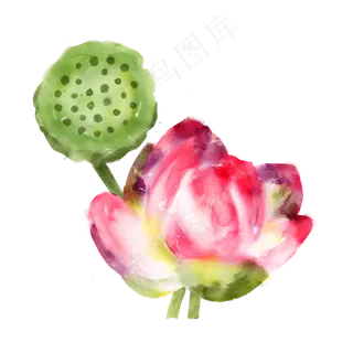 水彩夏日粉色荷花与莲蓬