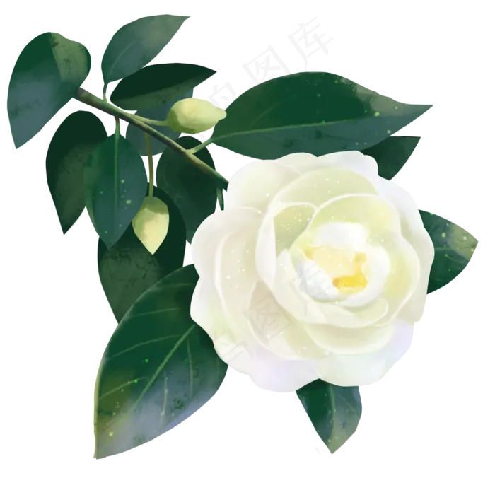 唯美山茶花(2000X2000(DPI:300))psd模版下载