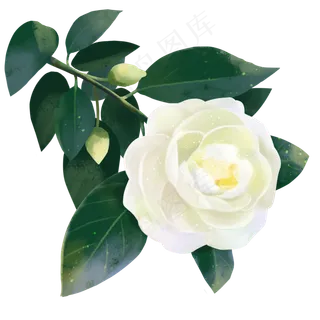 唯美山茶花 唯美山茶花