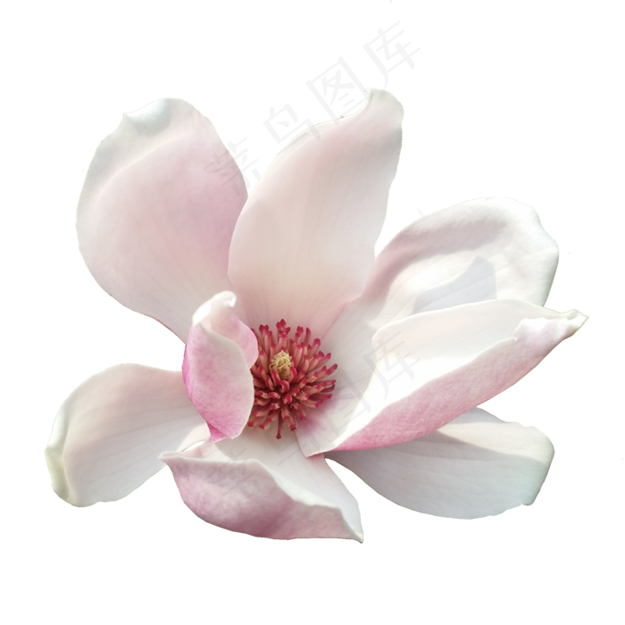 高清真实粉色的玉兰花
